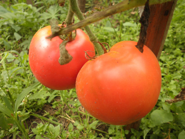 番茄红图片下载