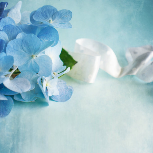 Hortensia花与两个结婚戒指图片下载