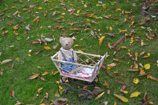 泰迪熊图片下载