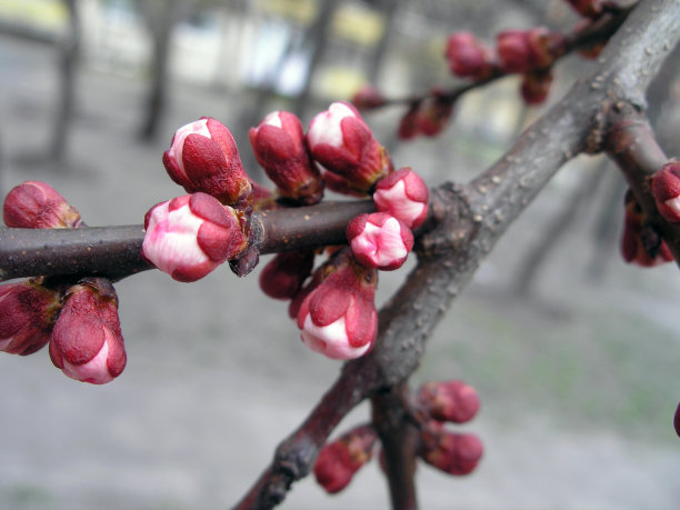 杏树开花。图片下载