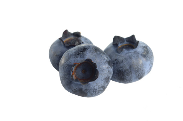 森林浆果图片下载