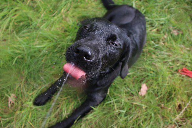有趣的拉布拉多图片下载
