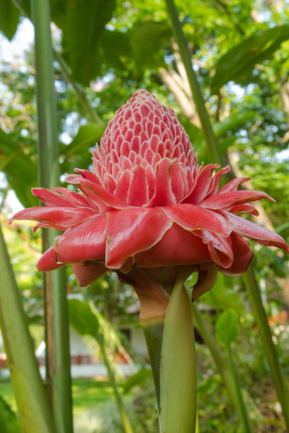 姜科，火炬姜，艾氏姜(杰克)R.M.史密斯图片下载