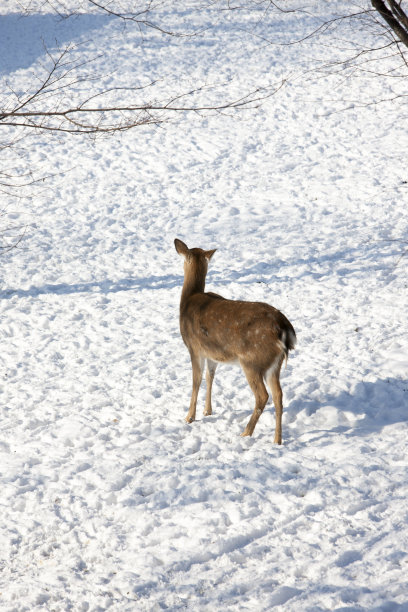 鹿图片下载