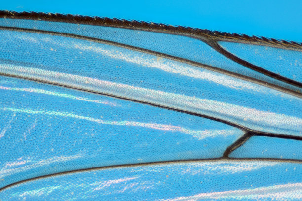 极端放大-飞翼细节，背光图片下载