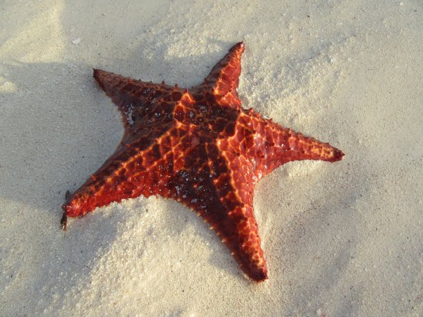沙滩上的红色海星图片下载