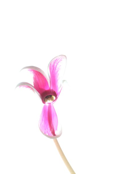 仙客来花图片下载