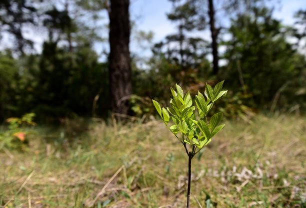 树苗——森林里非常新鲜的树图片下载