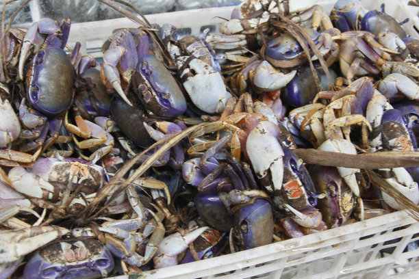 公平自由/ sÃo joaquim /萨尔瓦多图片下载