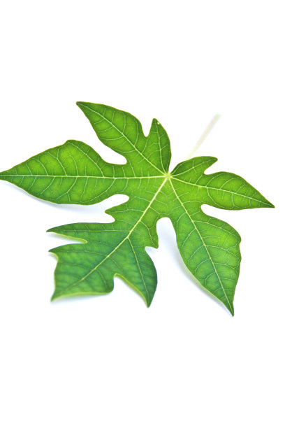 木瓜叶图片下载