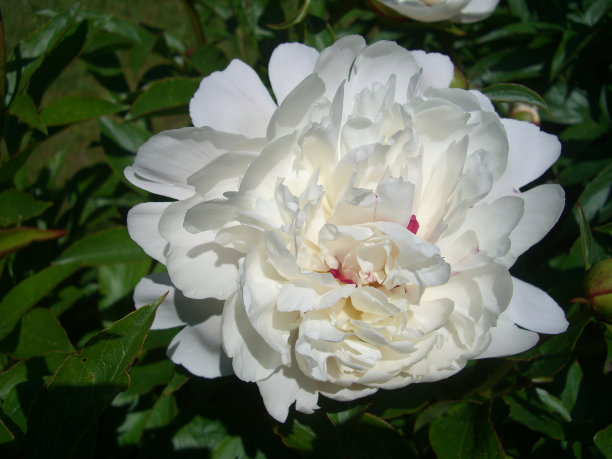 白牡丹配红图片下载