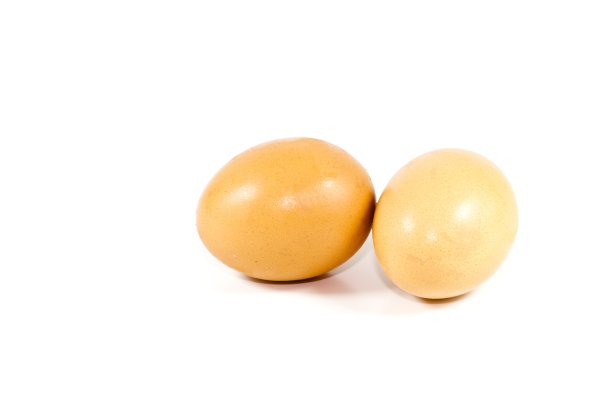 新鲜的棕色鸡蛋，白色背景图片下载