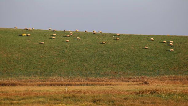 羊在草地上图片下载