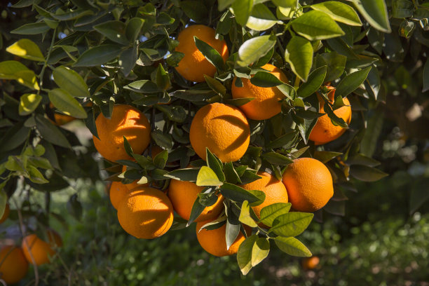 橙色的树林图片下载