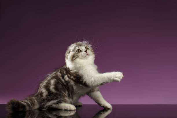 苏格兰白斑折叠小猫坐和举起爪子图片下载