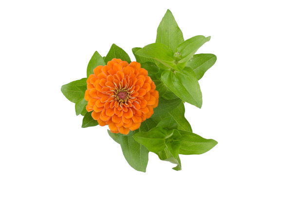 盛开的百日菊孤立在白色的背景图片下载