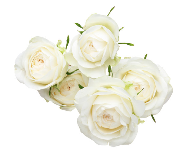 束玫瑰图片下载