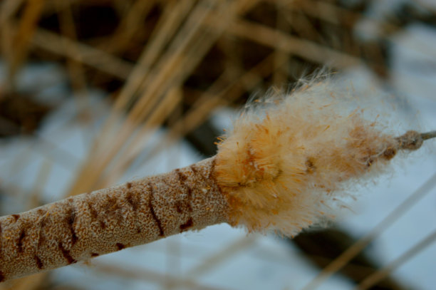 猫Tail5图片下载