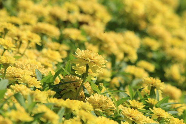 黄色的花图片下载