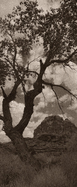 黑色和白色的树与峡谷和风景图片下载