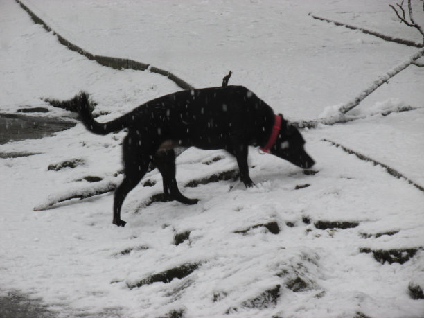 雪中的狗图片下载