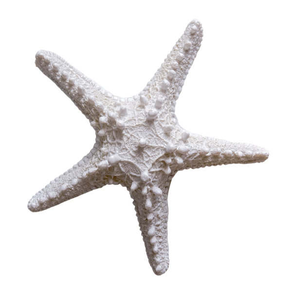 海星在白色背景与剪辑路径图片下载