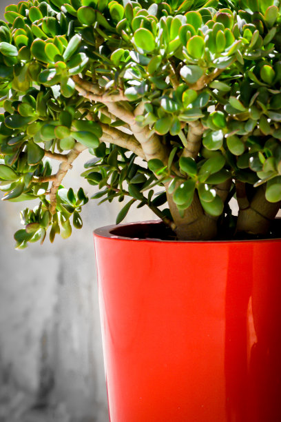 玉树栽在一个大的红色陶盆里图片下载