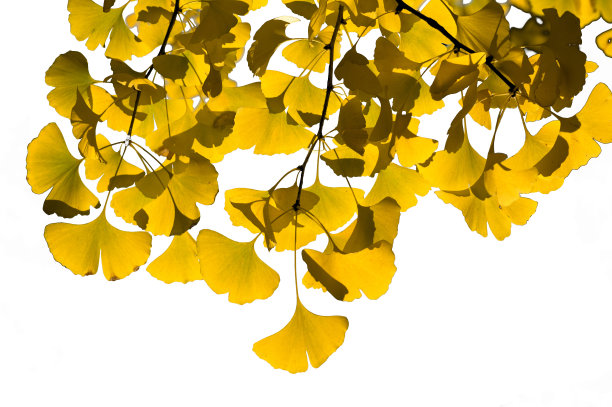 金色的银杏叶孤立在白色的背景图片下载
