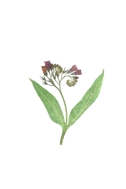 压花和干花肺草或肺草图片下载