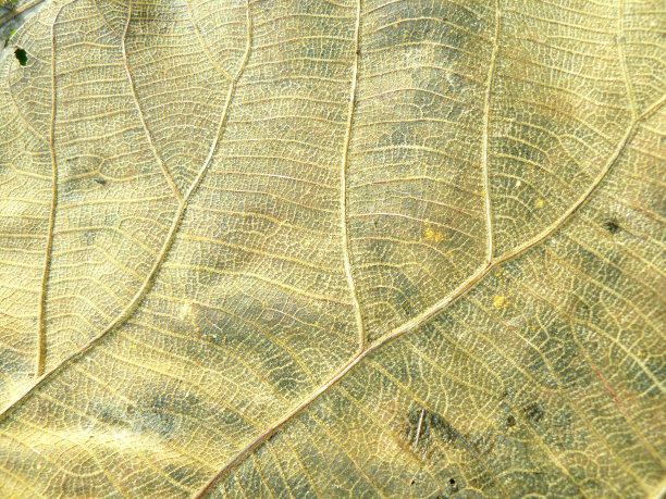 干叶纹理背景。图片下载