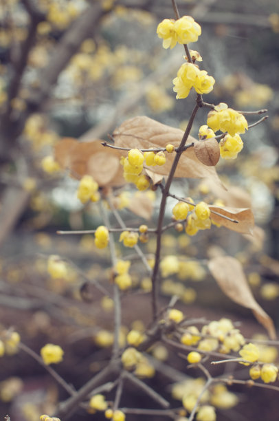 梅花的黄色花朵图片下载