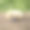 狗，狗，狗，肖像狗图片，不同品种的狗，躺着的狗，玩着的狗，睡觉的狗图片，有趣和美丽的狗图片，流浪狗，饥饿和疲倦的狗，可爱的狗图片下载