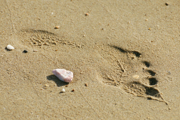 海沙与生命图片下载