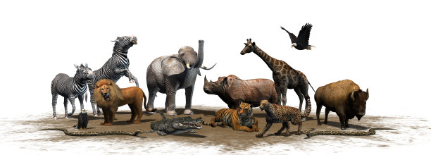 野生动物-孤立在白色背景上图片下载