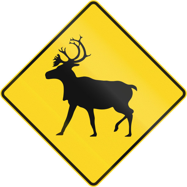 加拿大雄鹿交叉图片下载