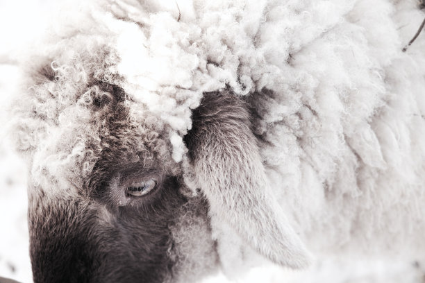 阿米马尔的世界图片下载