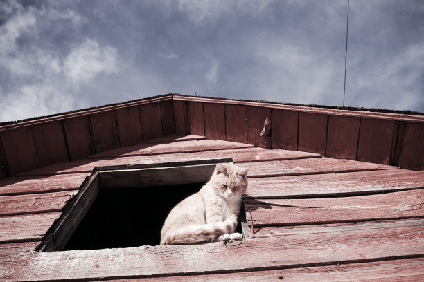 阿米马尔的世界图片下载