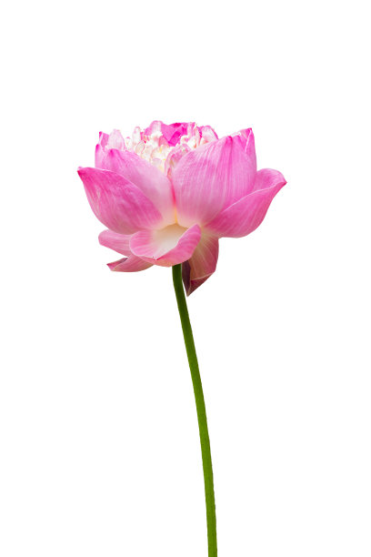 粉红色的莲花图片下载