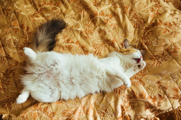 姜三色的猫正躺在床上洗澡。温暖的塑身的形象。宠物生活方式的概念。图片下载