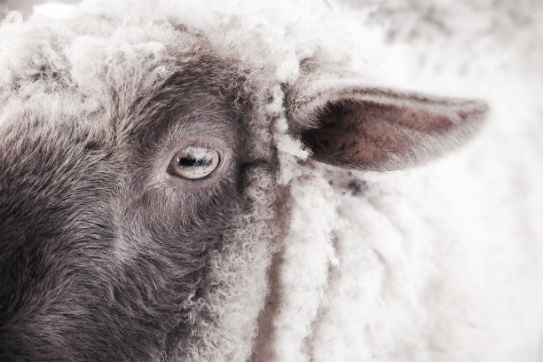 阿米马尔的世界图片下载