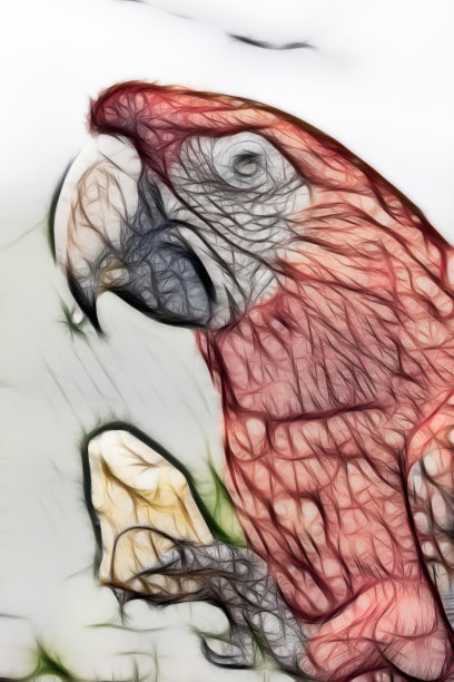 猩红色金刚鹦鹉的特写，插图图片下载