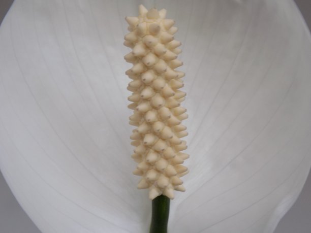 花的雌蕊图片下载