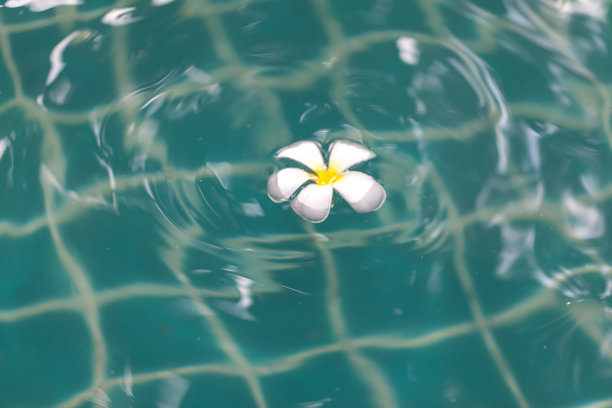 鸡蛋花水疗花在闪亮的水背景图片下载