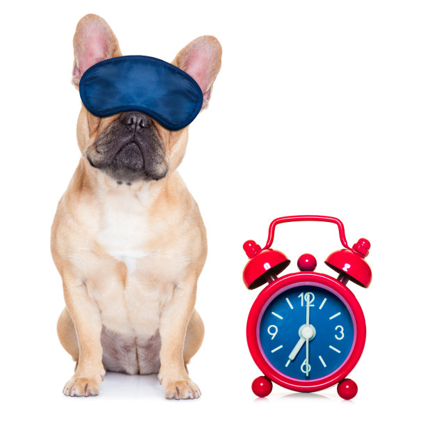 狗睡觉图片下载