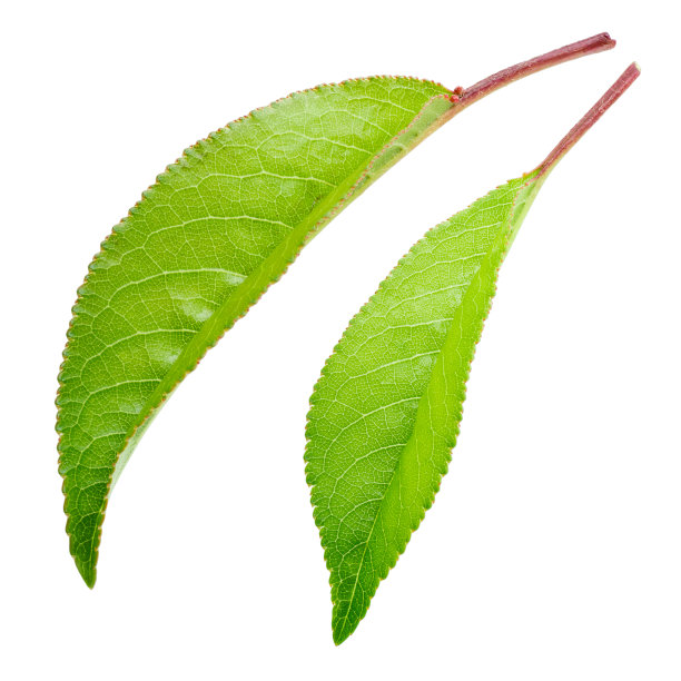 樱桃叶孤立在白色背景上图片下载