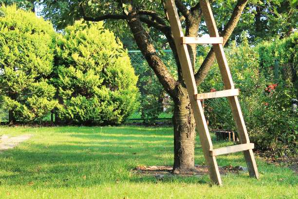 樱桃树上的梯子图片下载