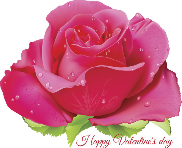粉红色的玫瑰。情人节快乐。图片下载