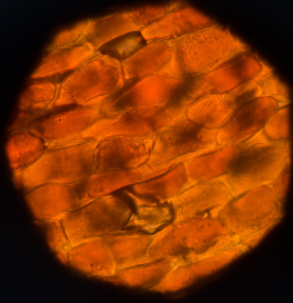 植物细胞图片下载