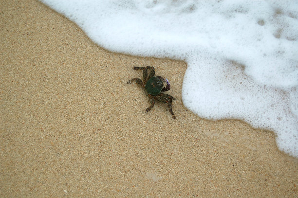 海滩上的螃蟹图片下载