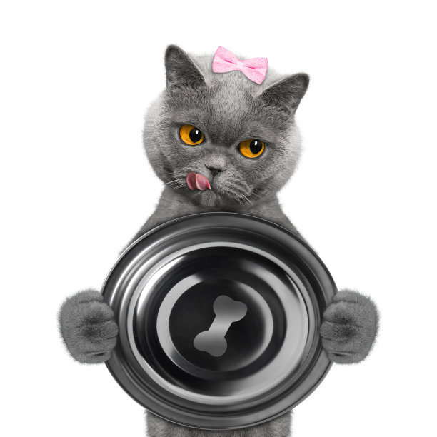 猫想吃东西，拿着碗图片下载